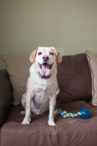 dog on couch with their toy