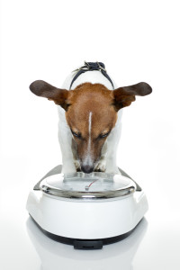 dog on weight scale