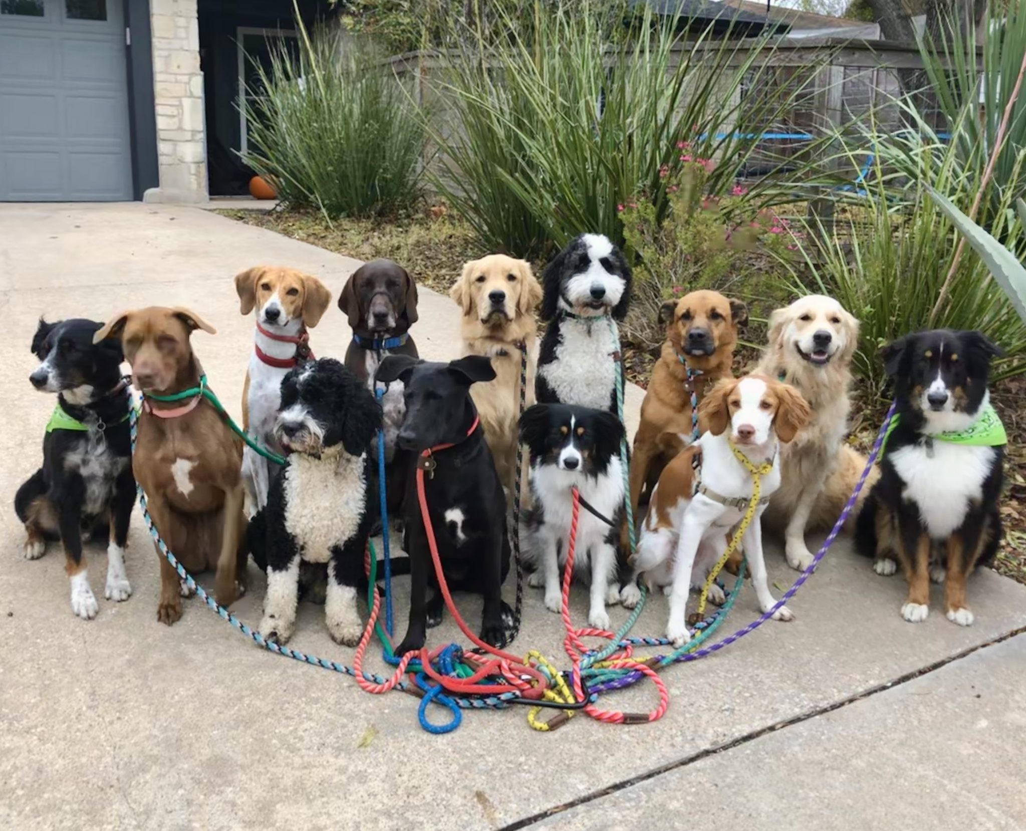 Austin Dog Training Puppy Training Walk! Atx