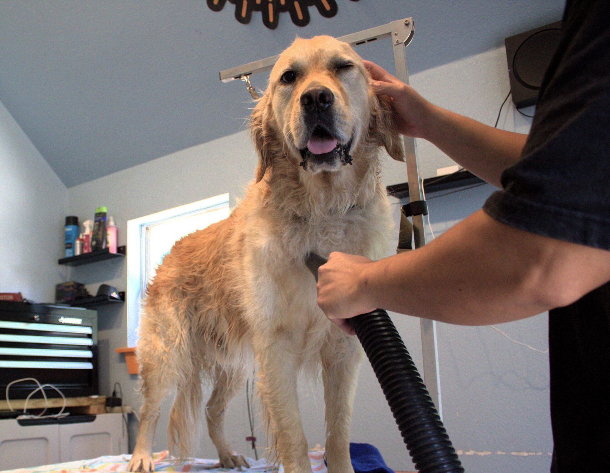 Dog Grooming Services in Austin, TX