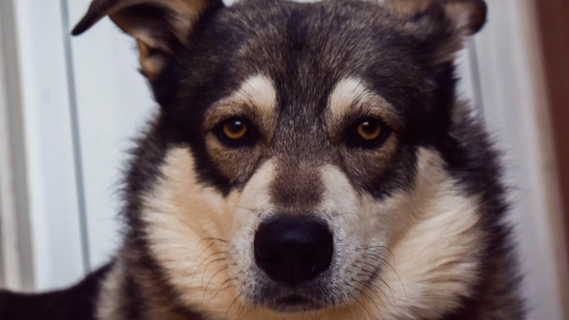 Close-up of a dog with a serious expression.