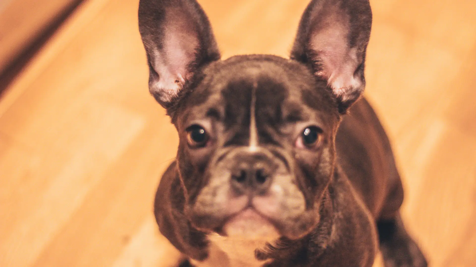 Close-up of a French Bulldog puppy.