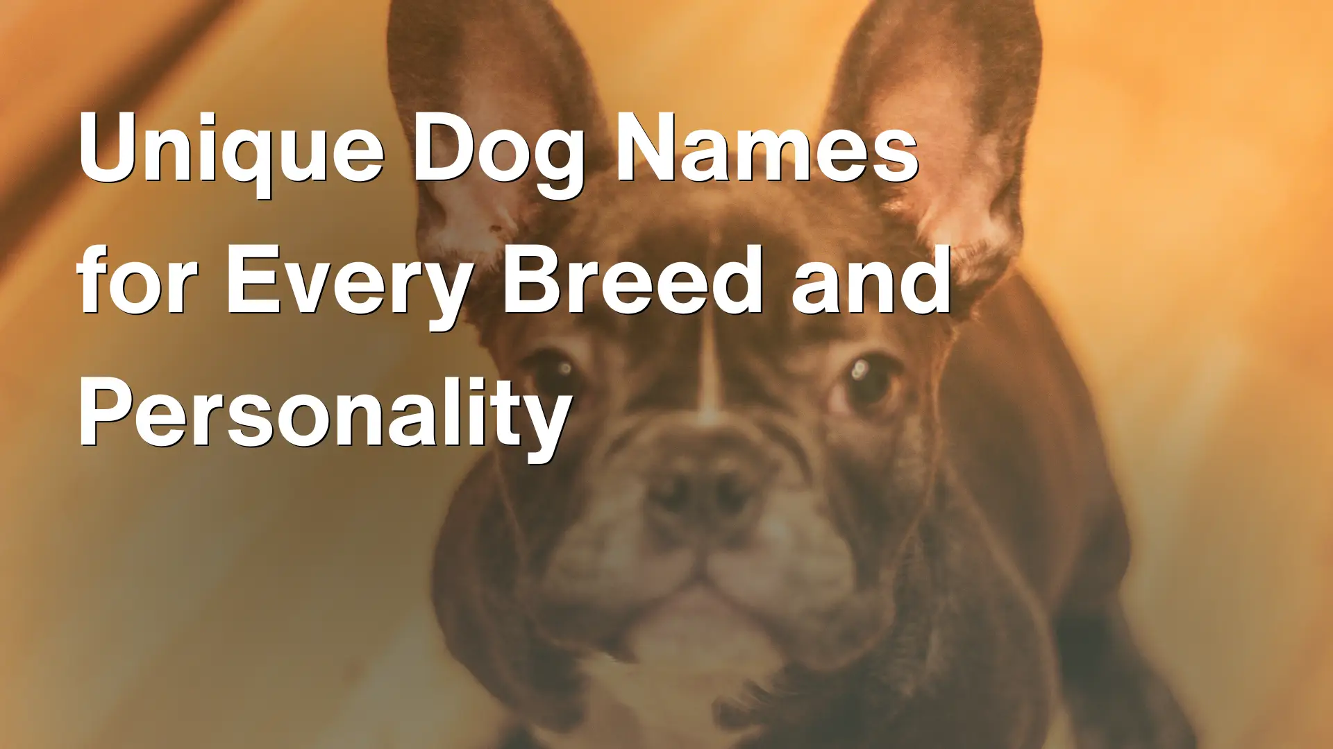 Unique Dog Names for Every Breed and Personality Image
