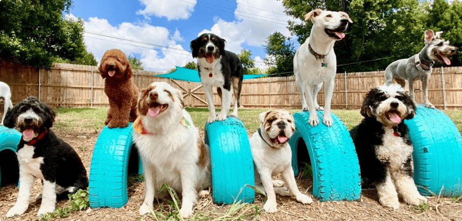 Pet Taxi and Other Services in Austin, TX