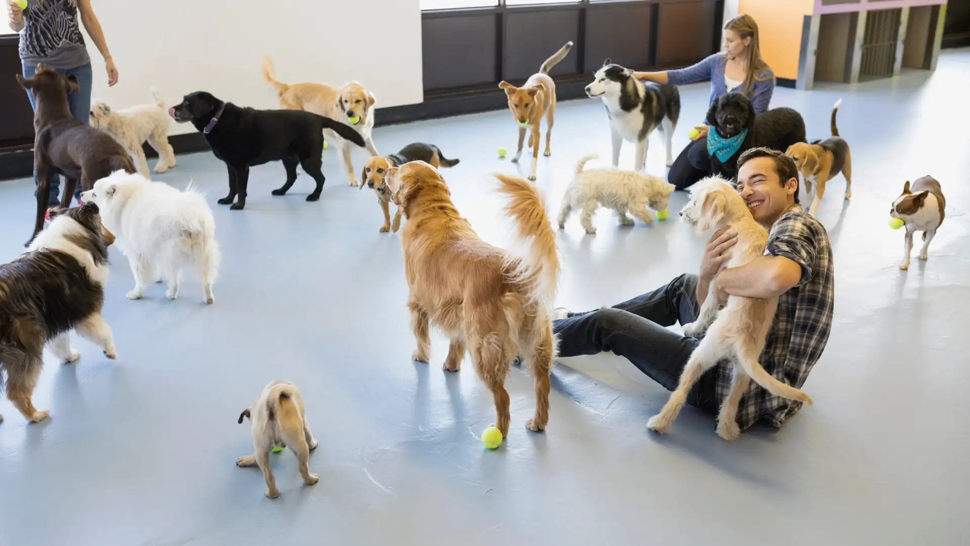 Group of dogs playing with toys in a dog daycare center