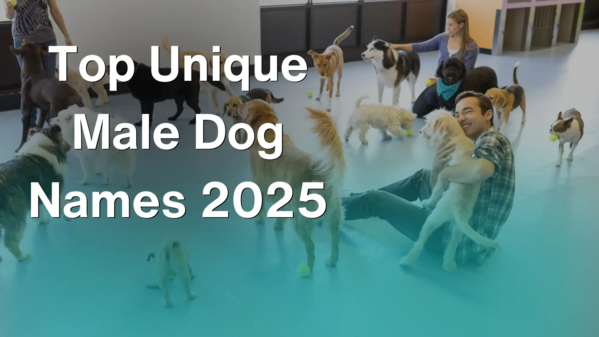 Top Unique Male Dog Names 2025 Image