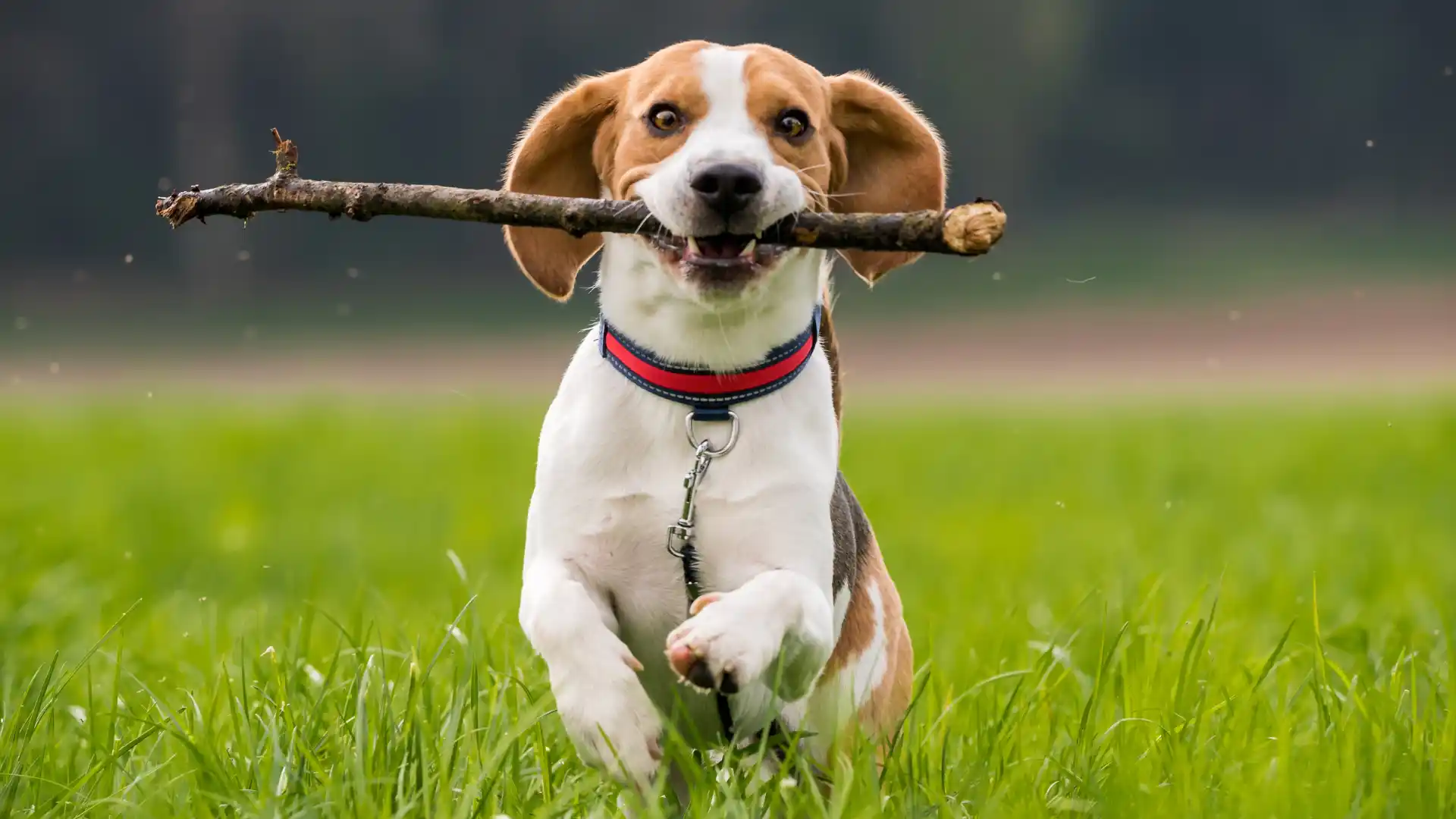 Happy dog running on grass with a stick in its mouth.