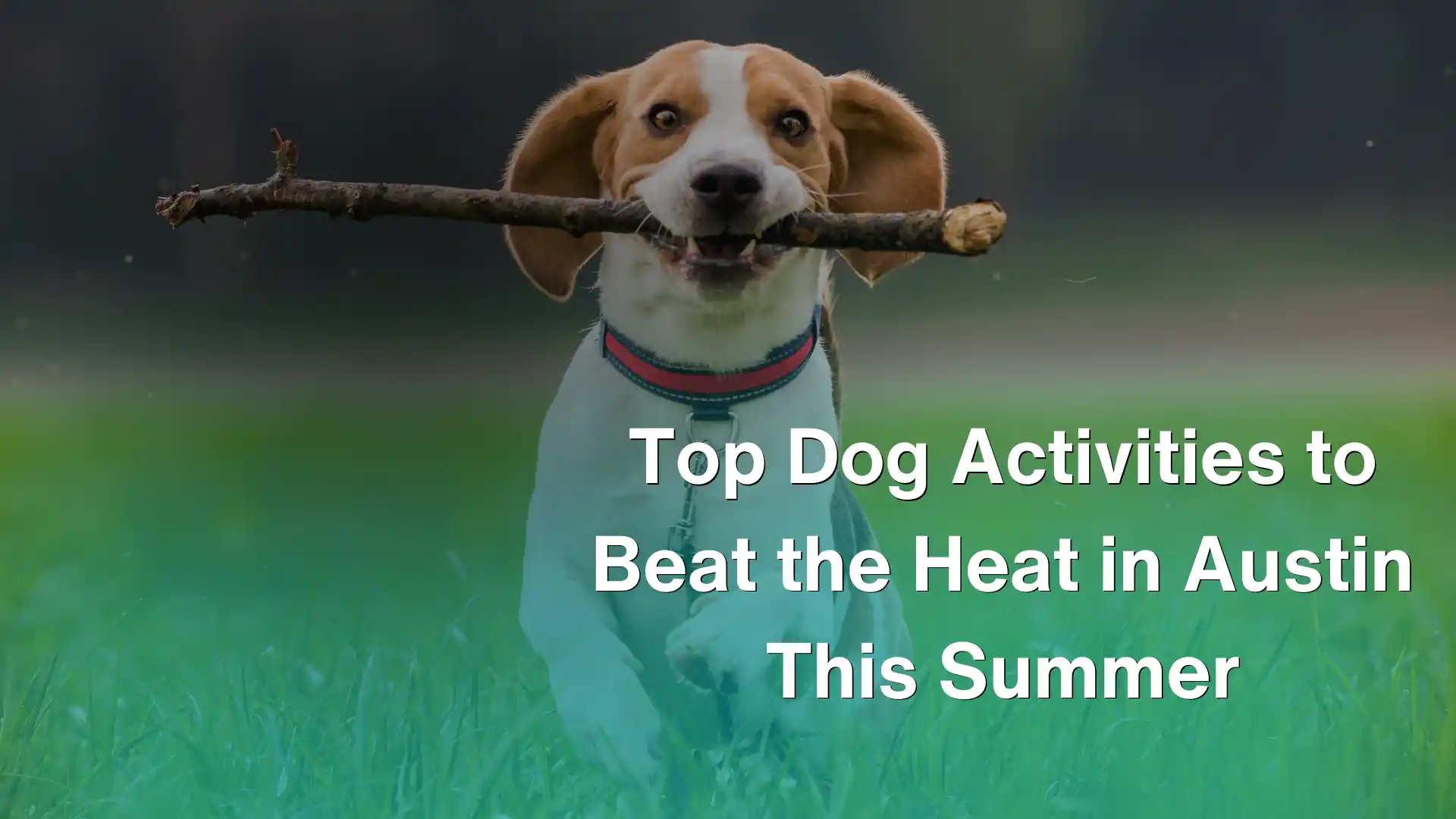 Top Dog Activities to Beat the Heat in Austin This Summer Image