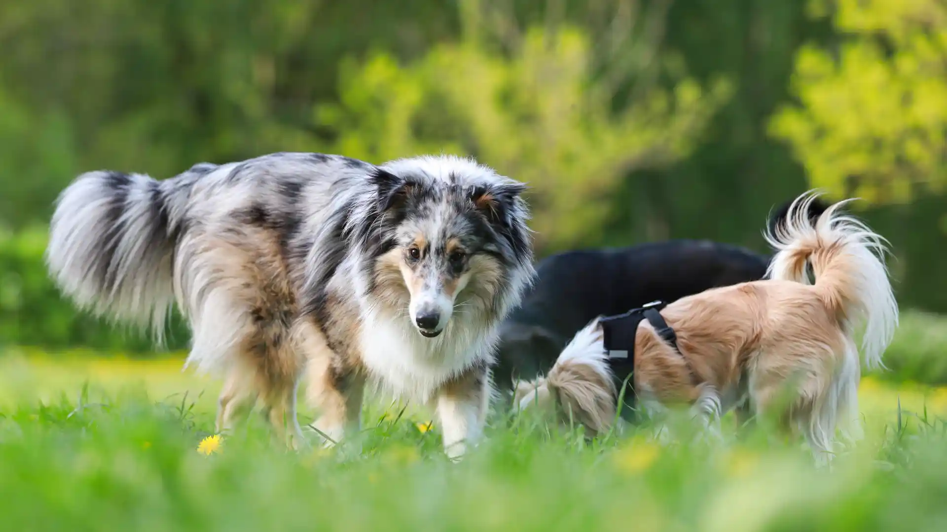 Shetland Sheepdog and other dogs playing in the grass