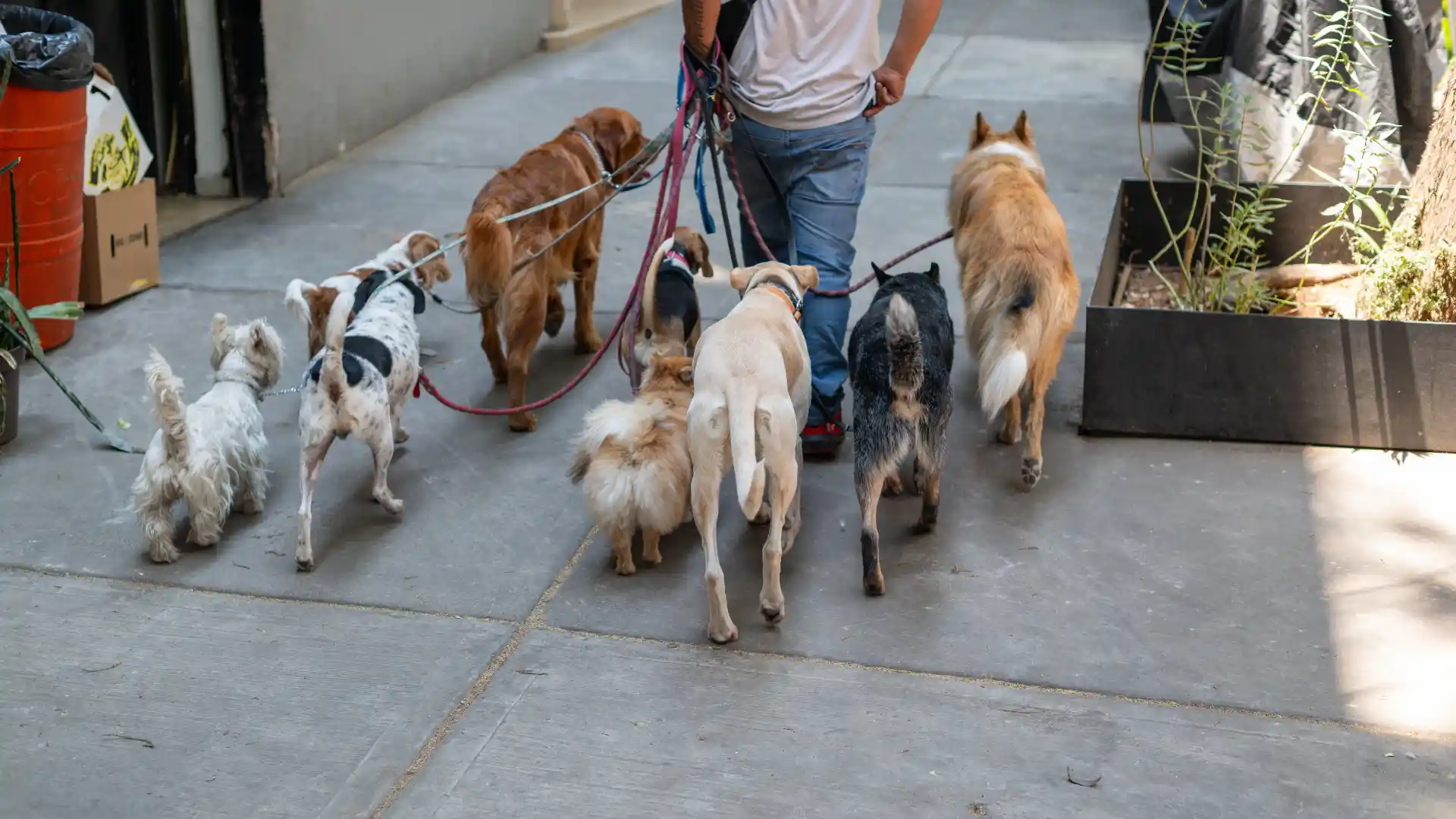 Dog walker with multiple dogs on leashes walking down the street