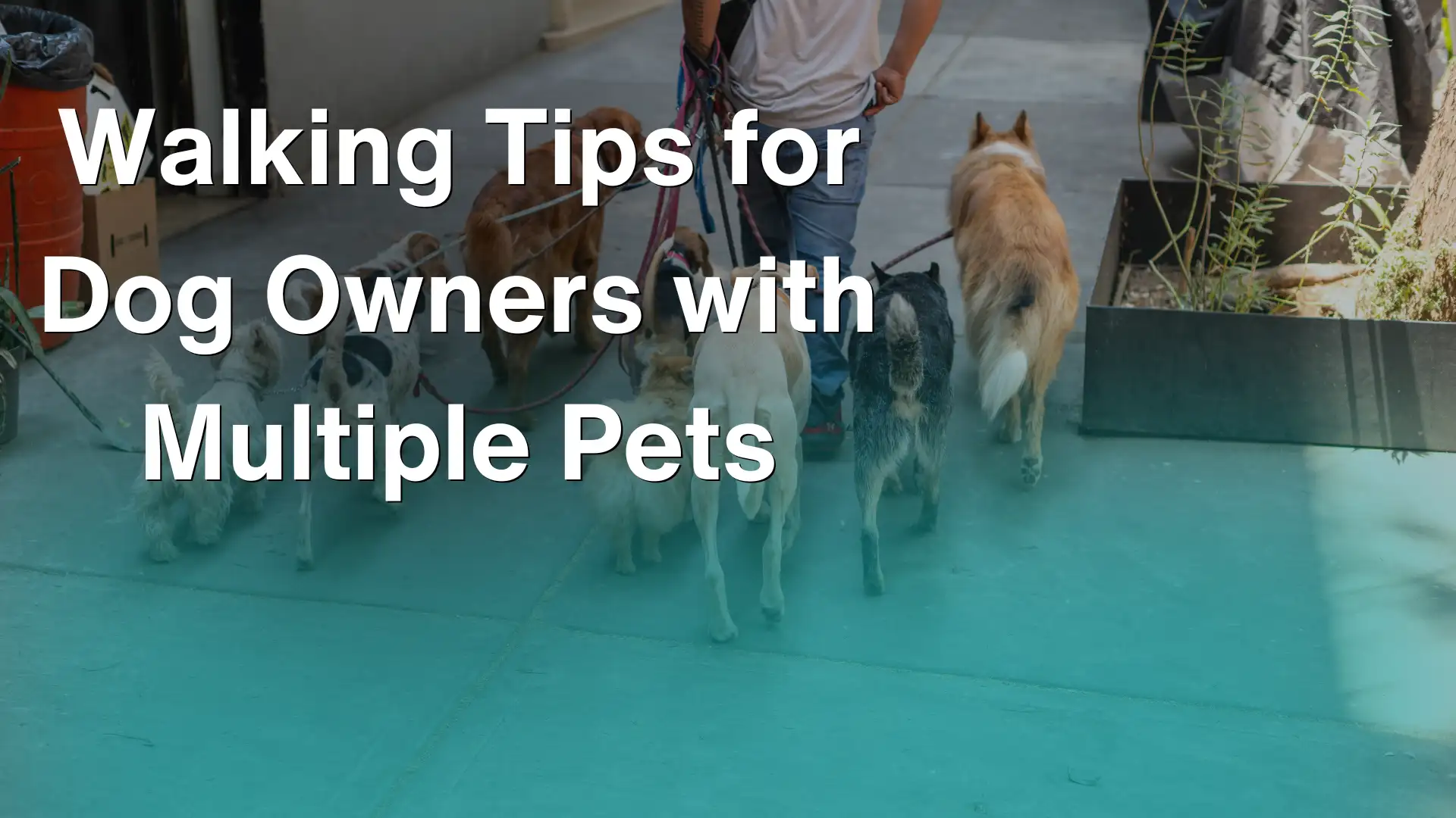 Walking Tips for Dog Owners with Multiple Pets Image