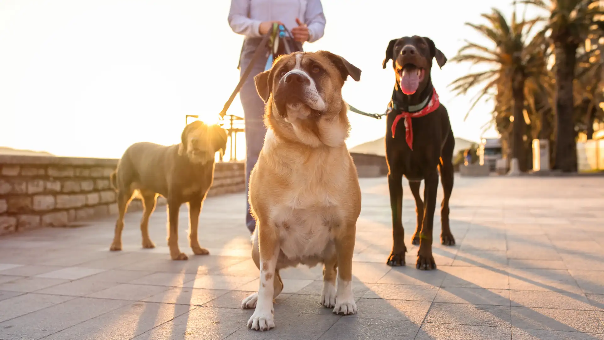 Person walking multiple dogs on leashes during sunset on a paved path.