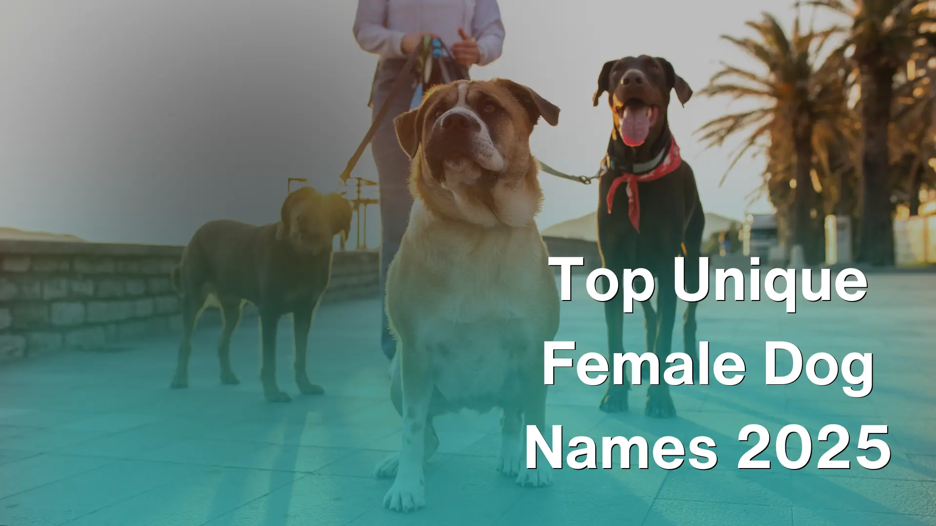 Top Unique Female Dog Names 2025 Image