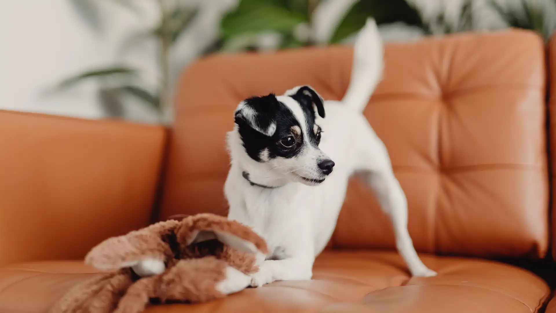50+ Unique Small Dog Names for Your Tiny Pup Image 2