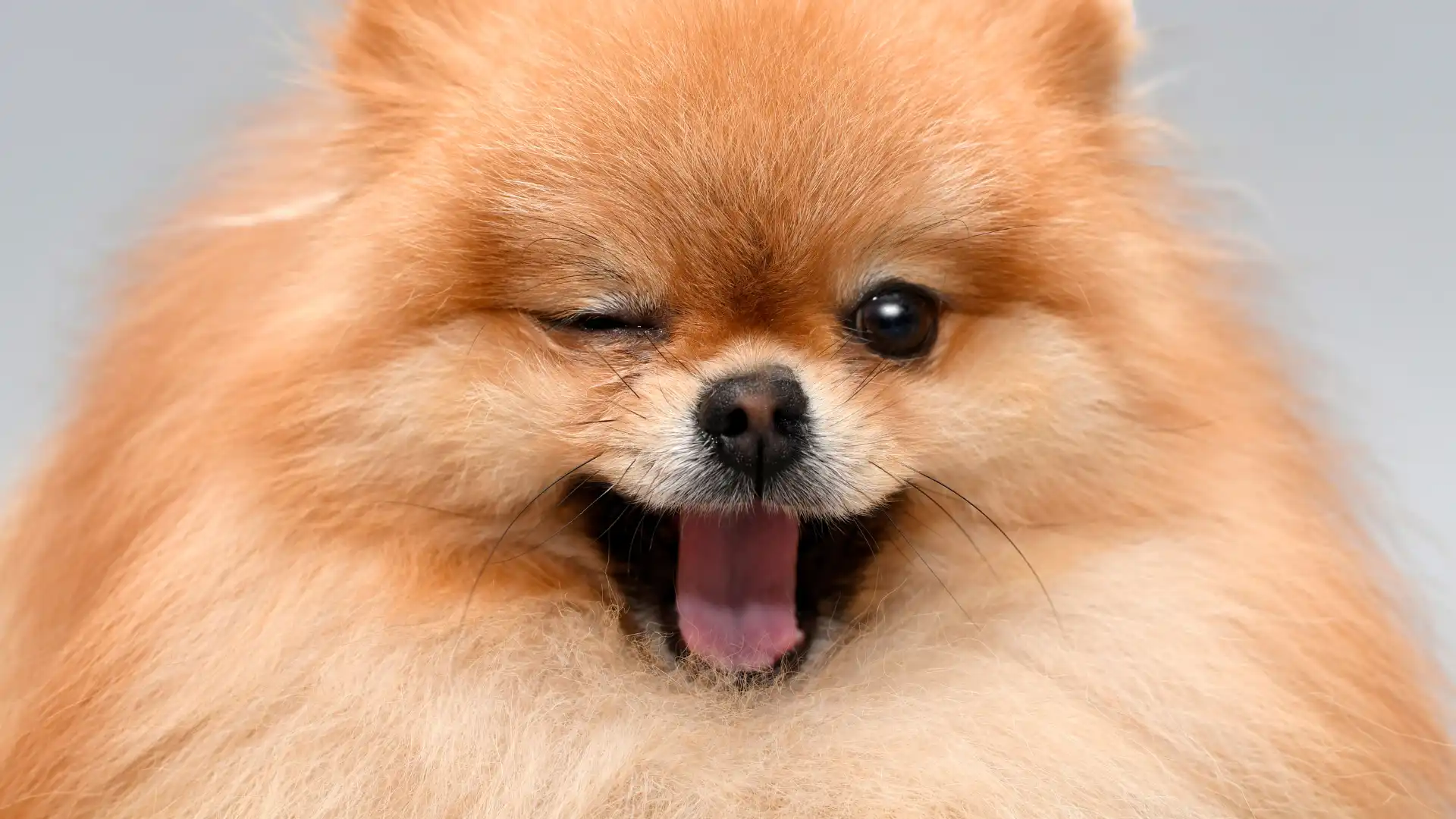 50+ Unique Small Dog Names for Your Tiny Pup Image raw