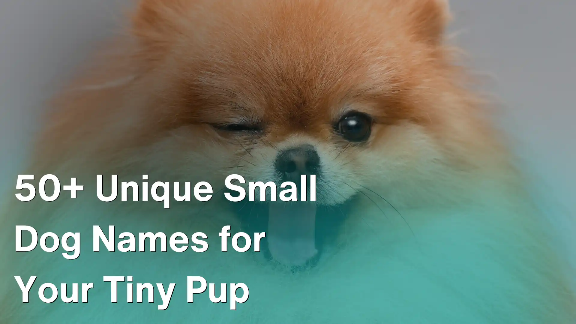 50+ Unique Small Dog Names for Your Tiny Pup Image
