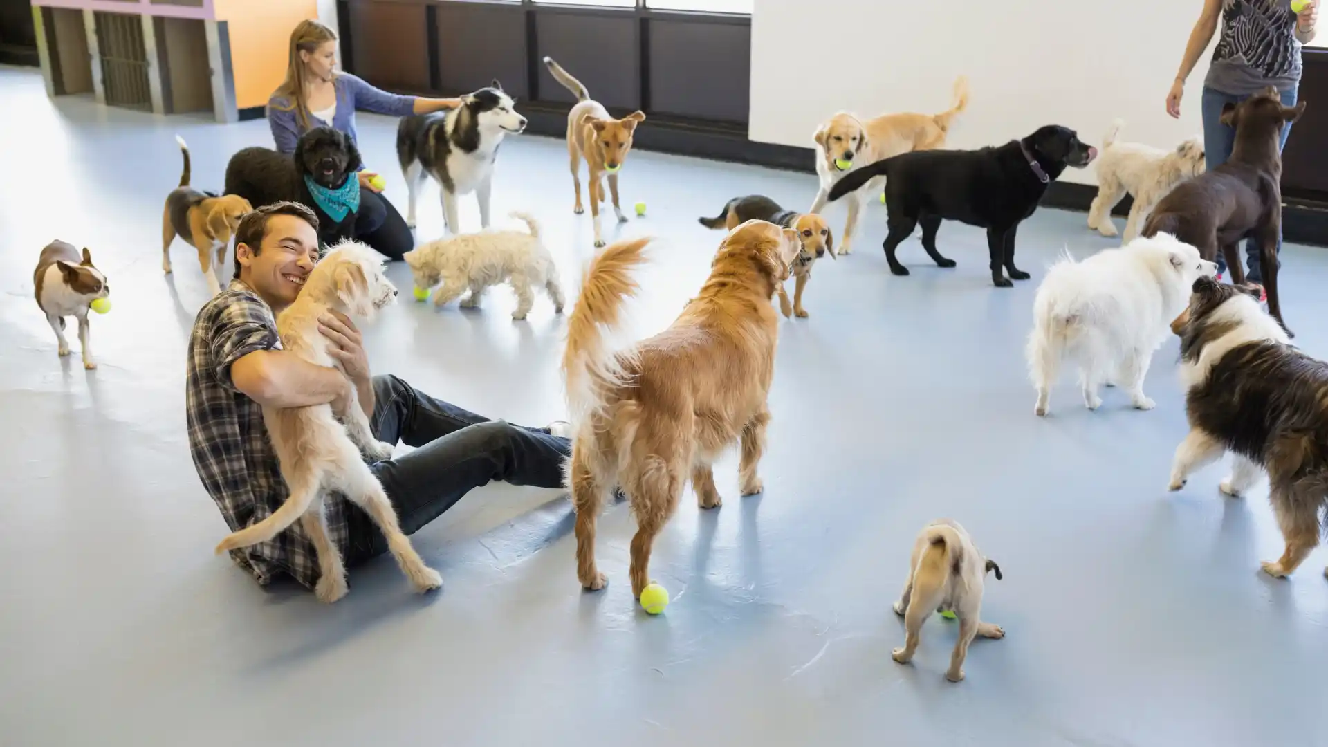 Dog Walking vs Dog Daycare_ Which is Right for Your Austin Dog_ Image raw