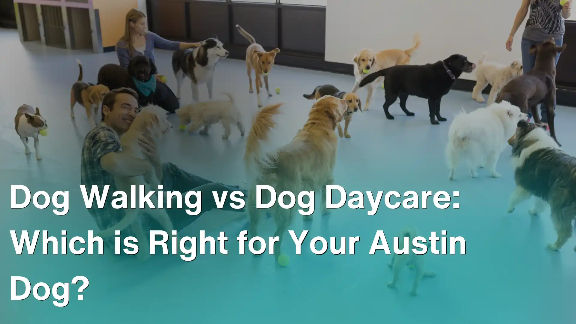 multiple dogs playing