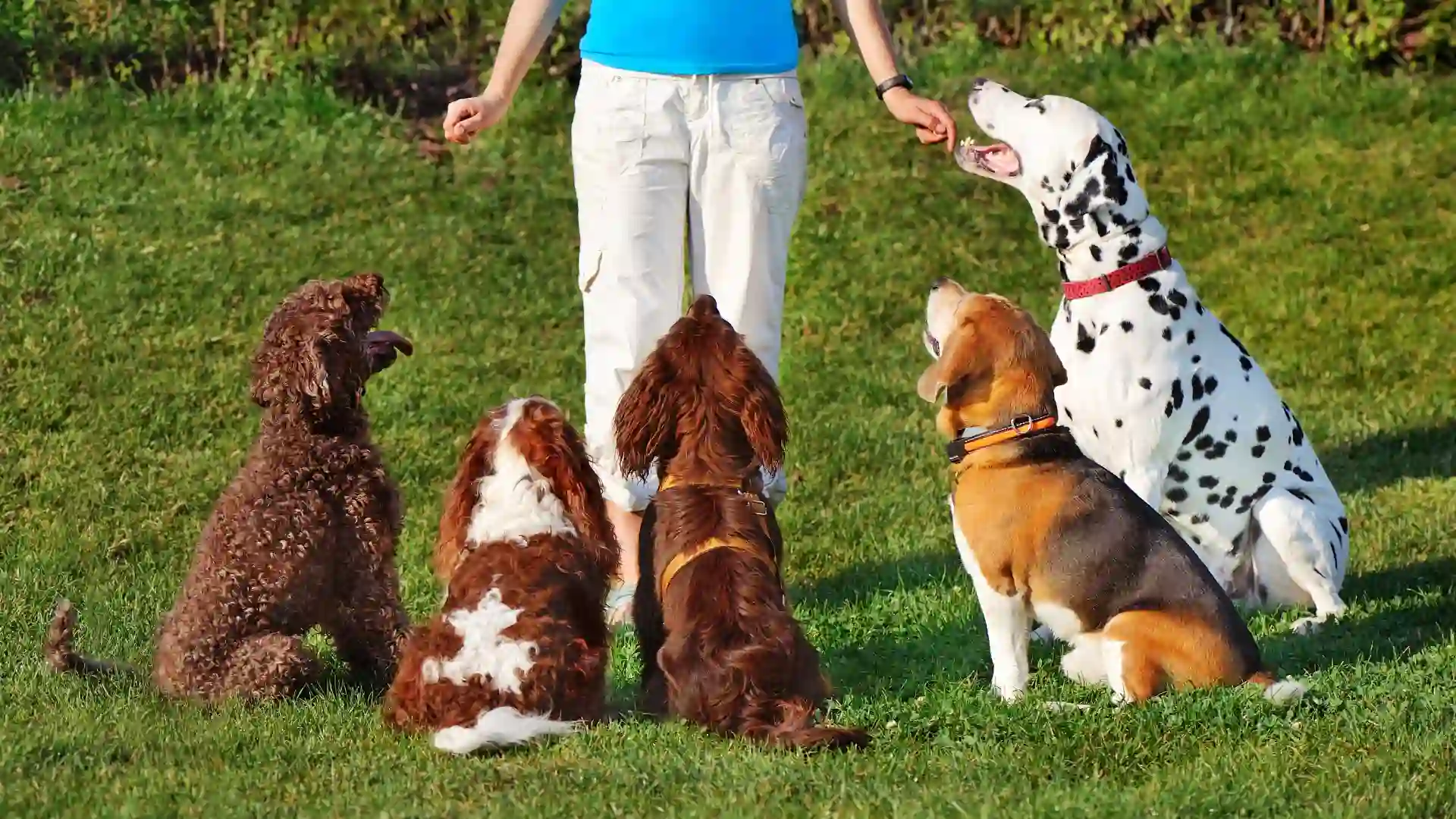 How to Implement Advanced Dog Training for Better Results Image 2