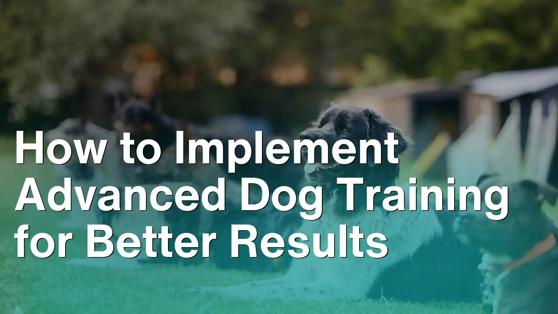 How to Implement Advanced Dog Training for Better Results Image
