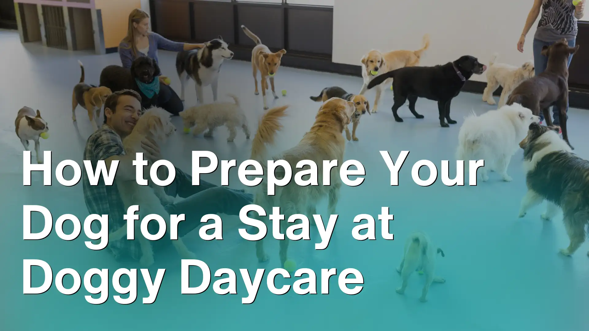 How to Prepare Your Dog for a Stay at Doggy Daycare Image