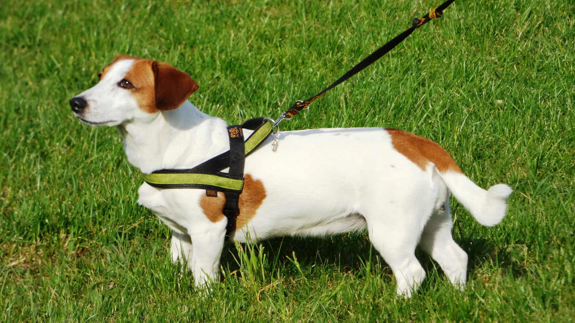 Austin Dog Leash Laws_ What Owners Need to Know Image raw