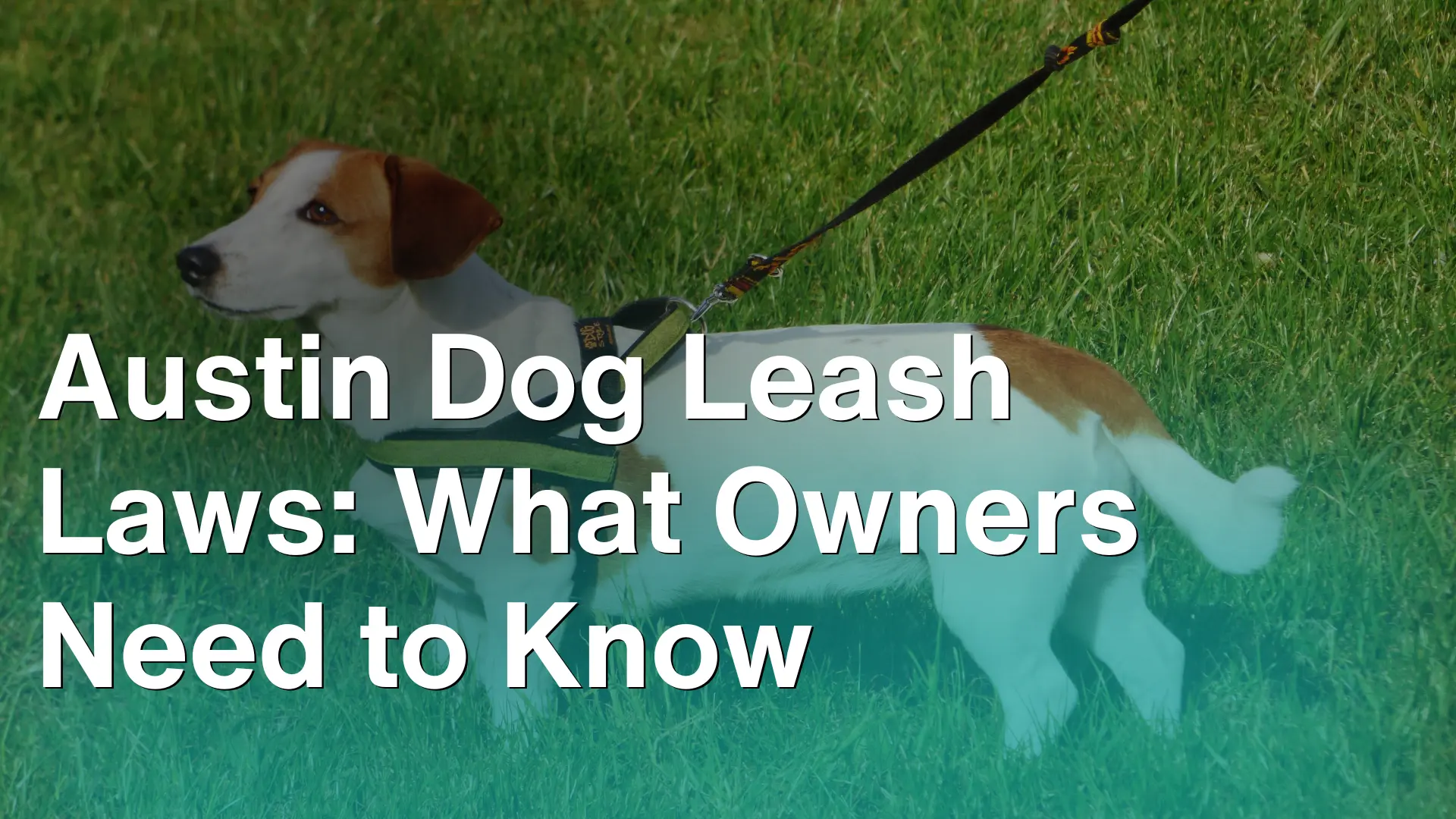 Austin Dog Leash Laws_ What Owners Need to Know Image