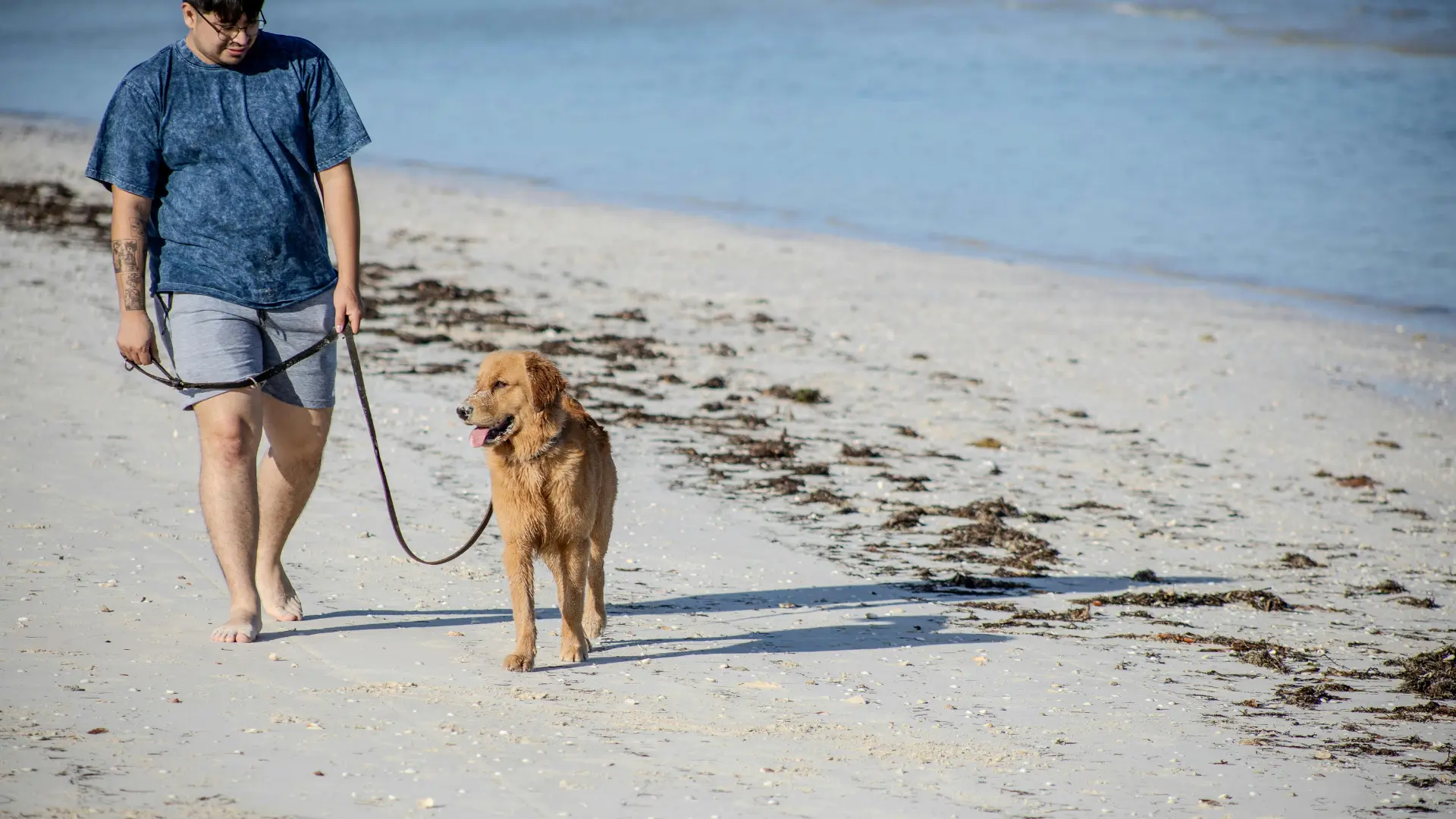 Austin Dog Walk Temperature Chart_ Year-Round Safety Tips image 2