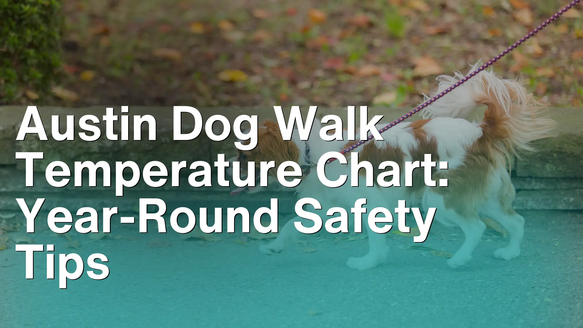 Austin Dog Walk Temperature Chart_ Year-Round Safety Tips image