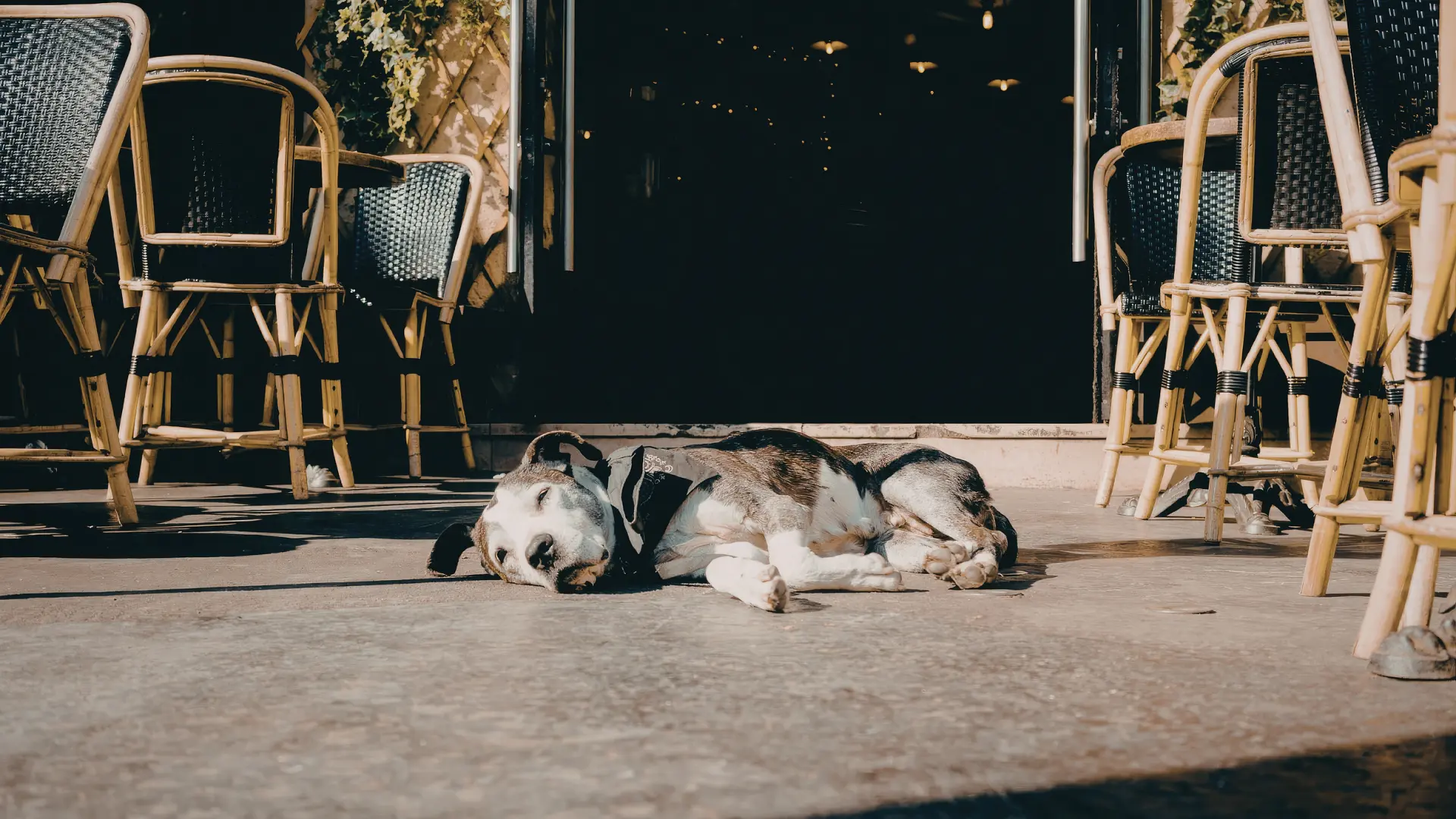 Dog Friendly Patio Restaurants in Austin Image 2