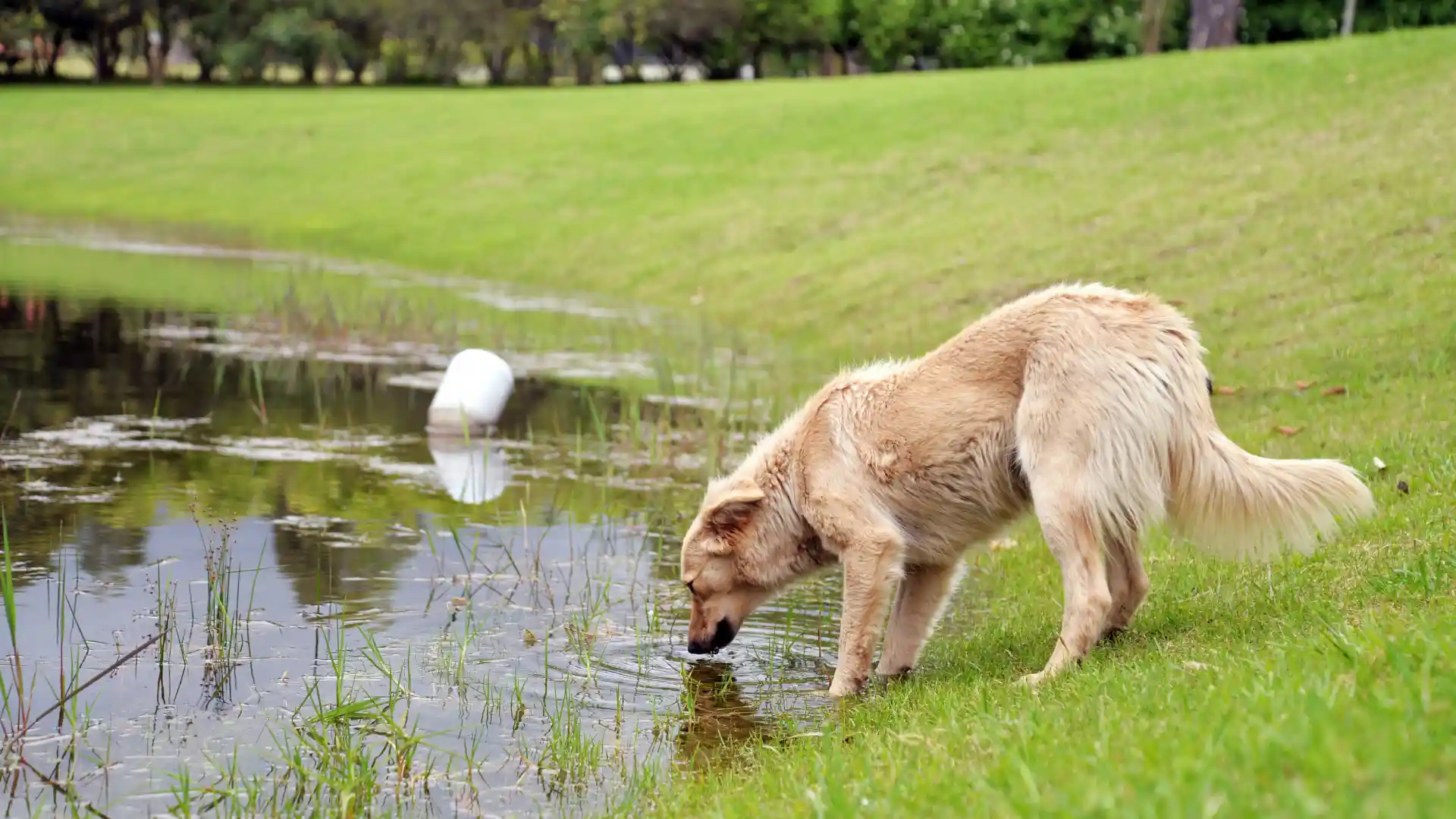 Can Dogs Drink Lake Water_ A Safety Guide for Austin Dog Owners Image 2