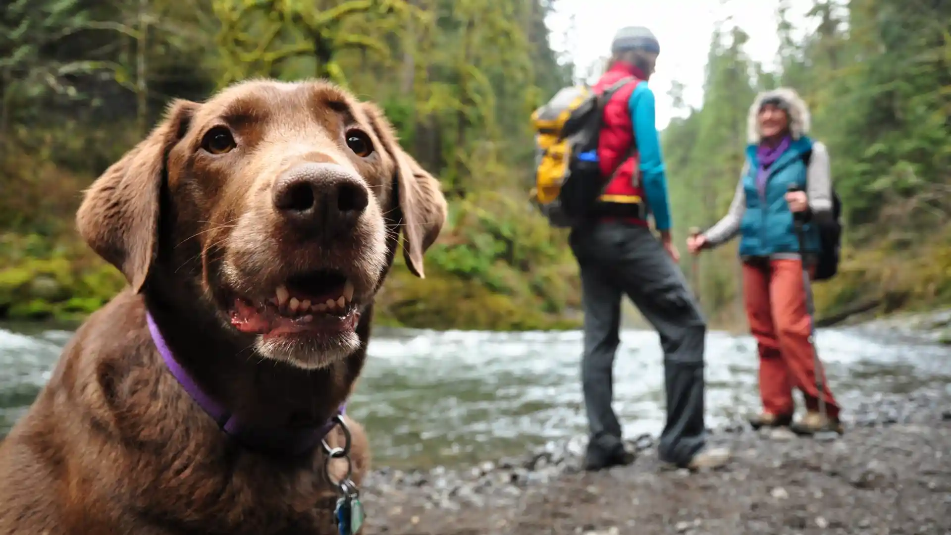 The Ultimate Guide to Dog-Friendly Hikes in Austin_ 8 Best Trails for Your Pup Image 2