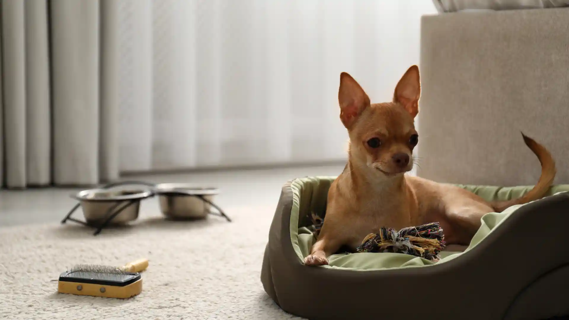 The Ultimate Guide to Dog-Friendly Places in Austin, TX IMage 2