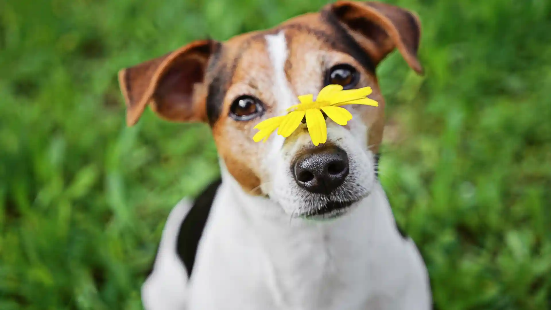 Can Dogs Have Pollen Allergies_ Surviving Austin’s “Cedar Fever” Season Image 2