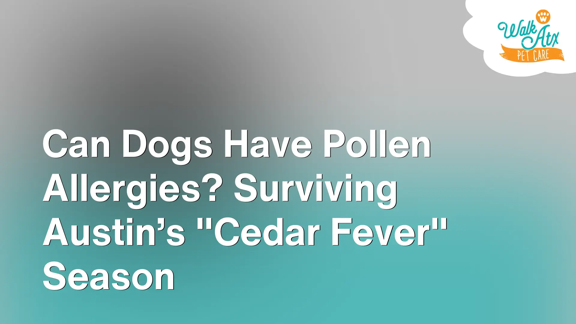 Can Dogs Have Pollen Allergies_ Surviving Austin’s _Cedar Fever_ Season