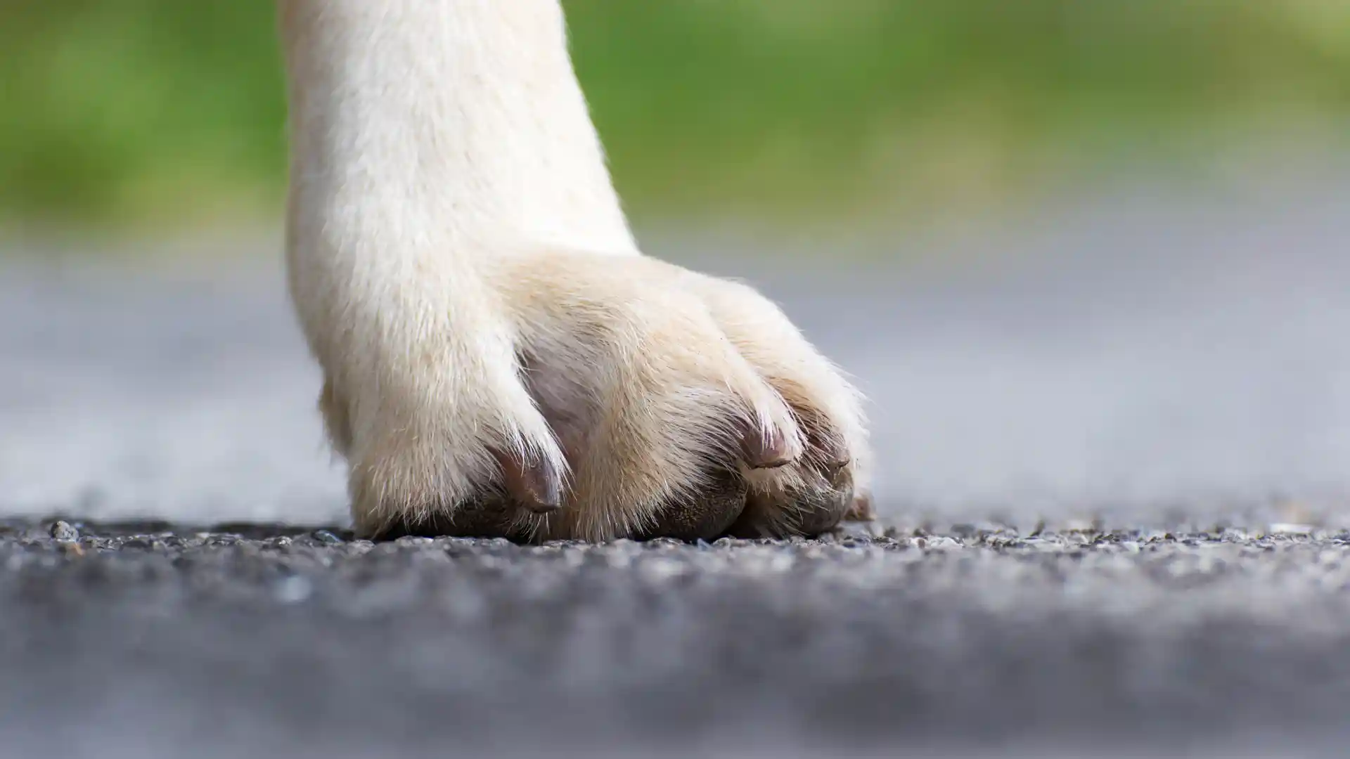 How to Protect Dog Paws from Hot Pavement_ Tips for Austin’s Triple-Digit Days Image 2