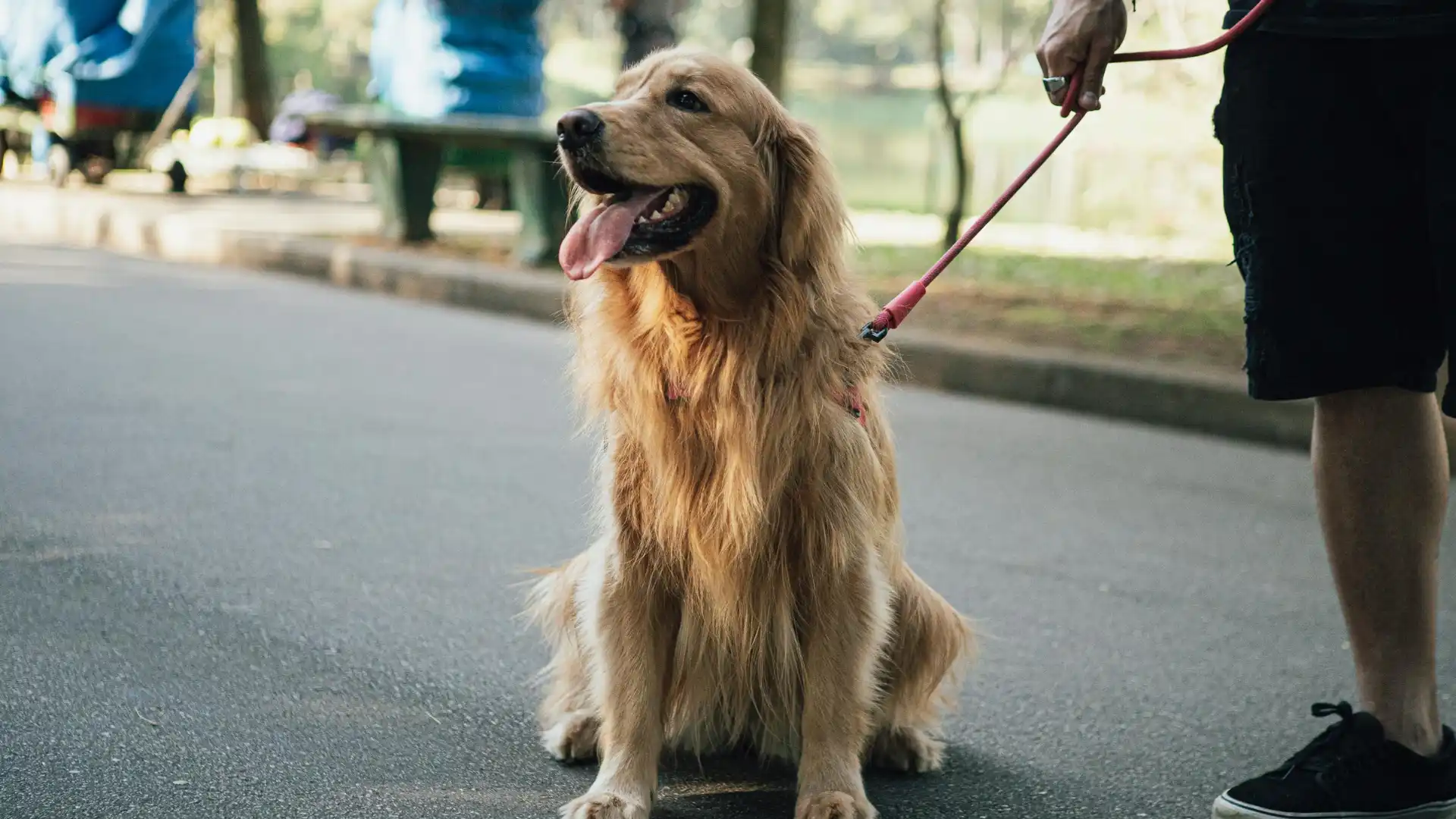 Should You Switch to a Hands-Free Dog Leash_ Everything Pet Owners Need to Know Image Image