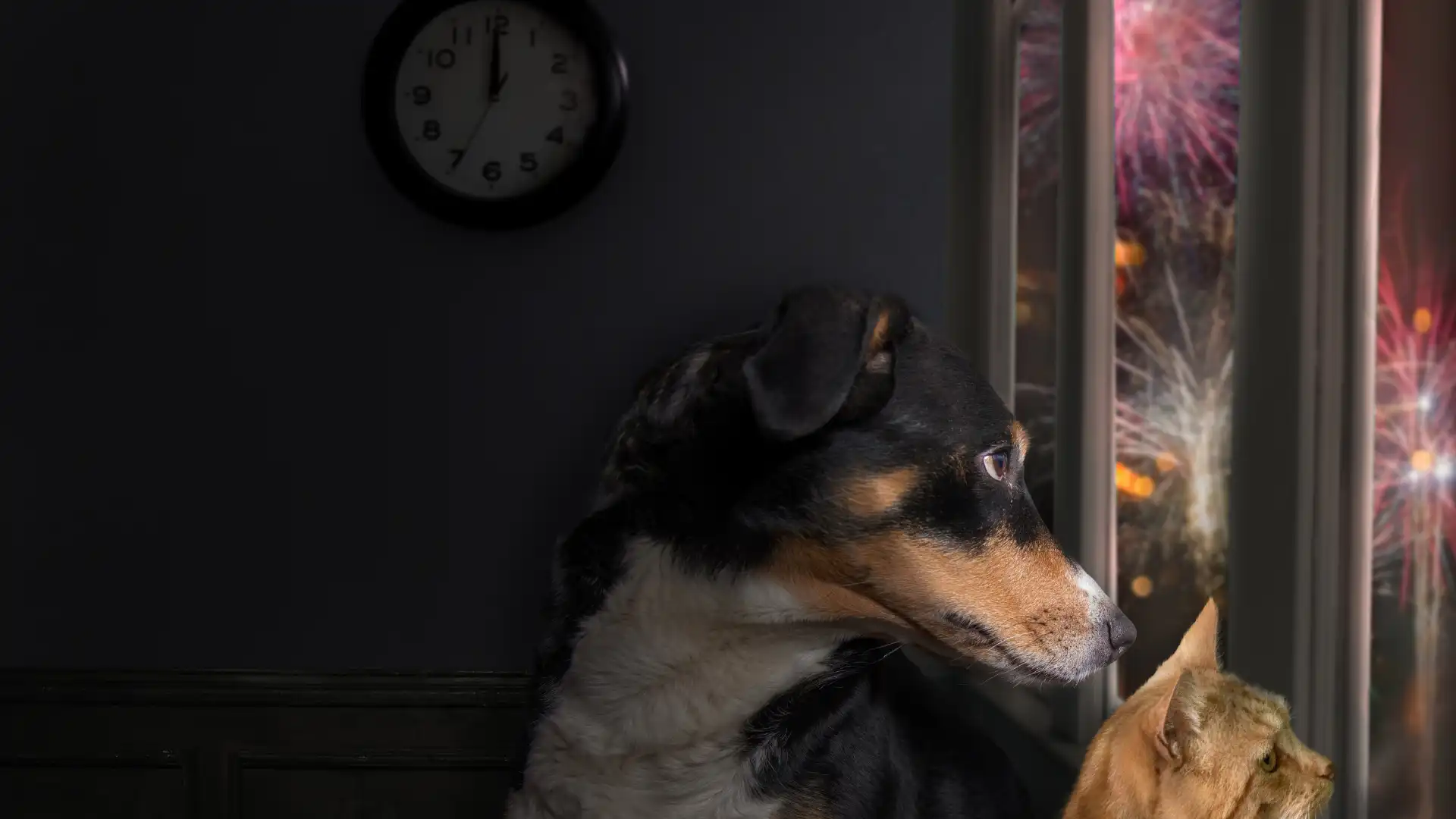 Calm in the Chaos_ Managing Dog Fireworks Anxiety in Austin Image