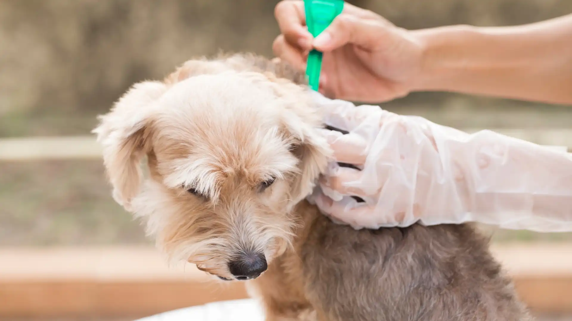 Heartworm Prevention for Dogs in Texas_ A Year-Round Essential Image 2