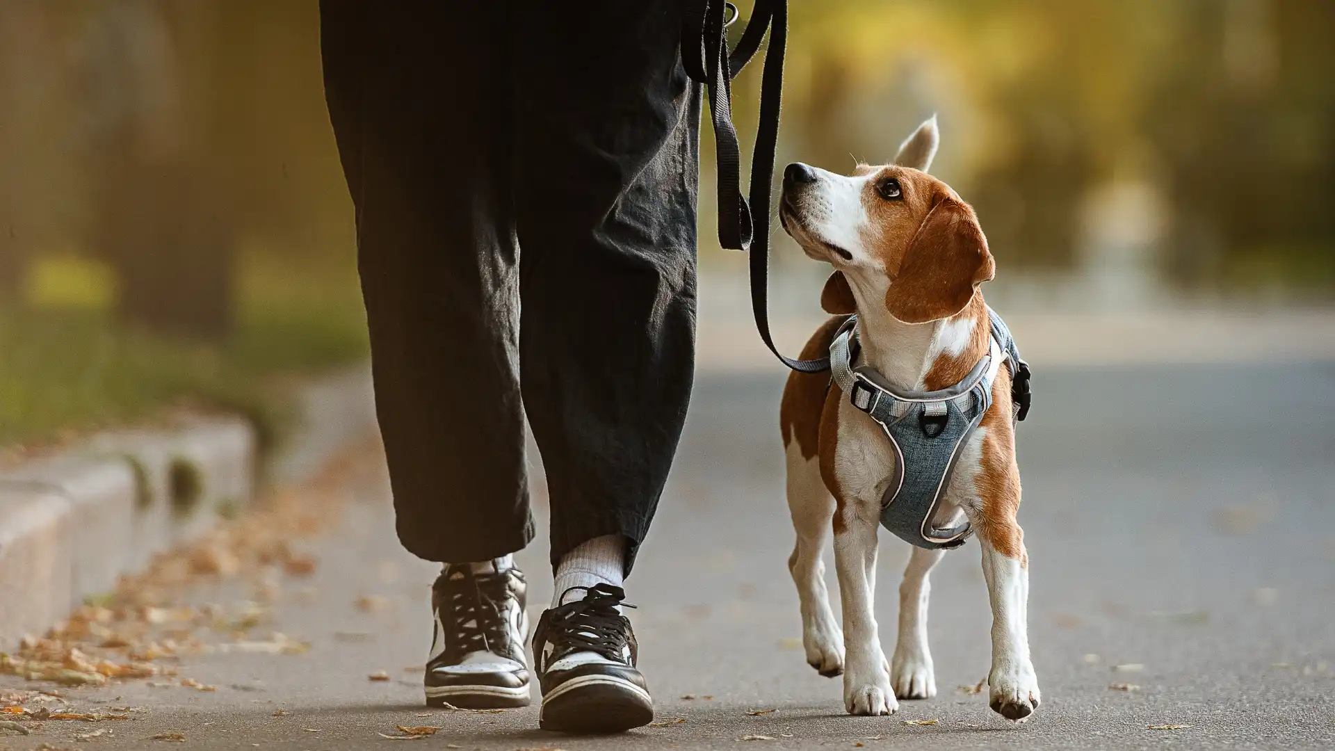 When to Skip a Dog Walk_ A Guide for Responsible Austin Pet Owners Image 2