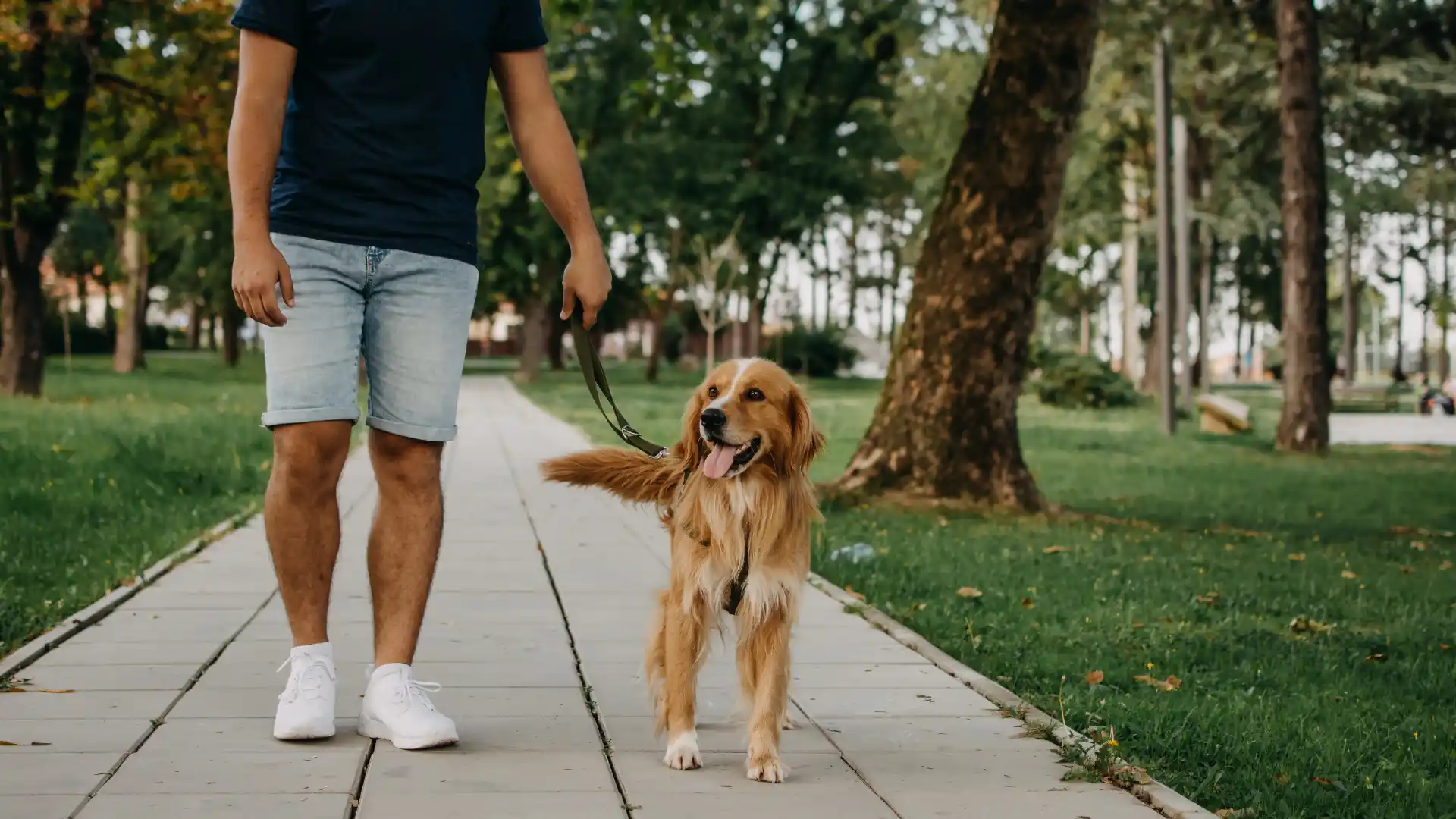 How Much to Tip a Dog Walker_ A Simple Etiquette Guide for Pet Parents Image 2