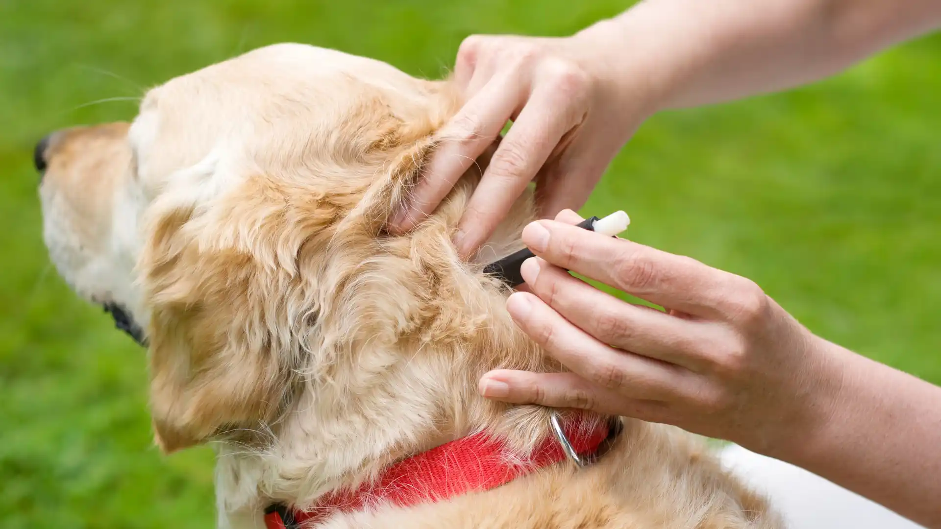 How to Remove a Tick from Your Dog (And When to See a Vet) Image 2