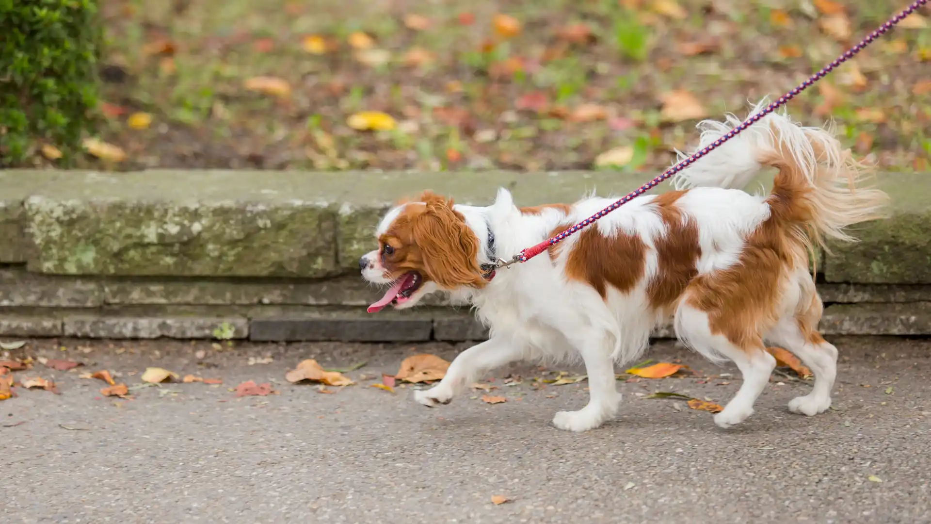 Tips for Walking a Reactive Dog in Austin_ Navigating Crowded Trails Safely Image 2