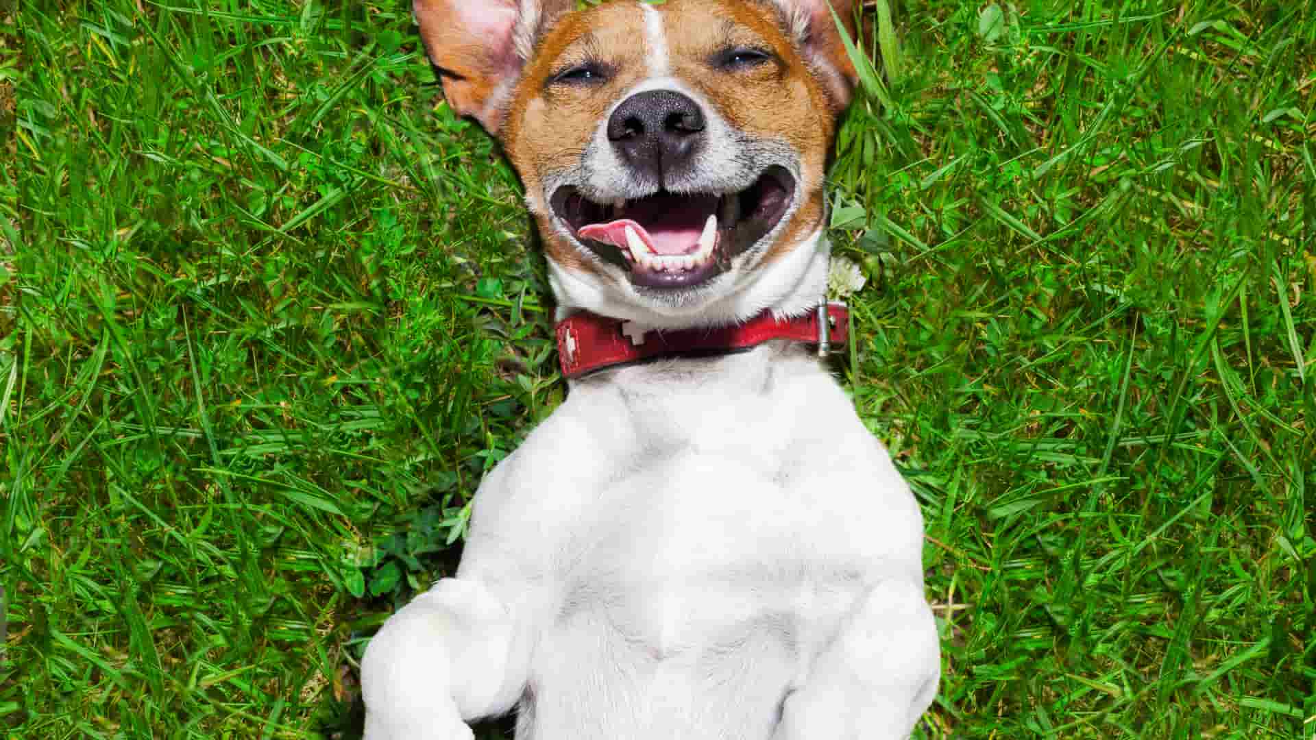 How to Introduce Dogs to Each Other_ A Step-by-Step Guide for a Positive First Meeting image raw