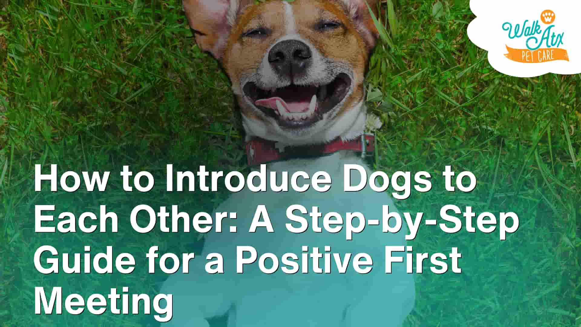 How to Introduce Dogs to Each Other_ A Step-by-Step Guide for a Positive First Meeting image