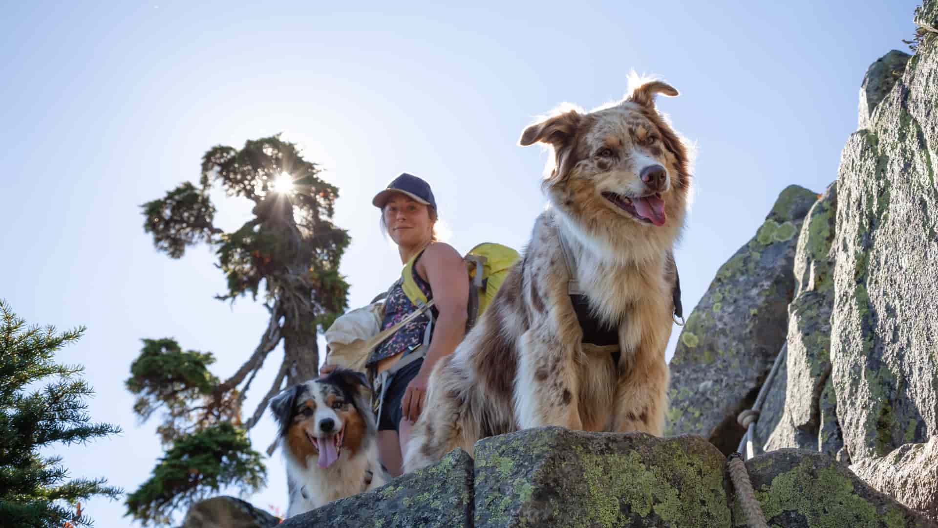 Dog-Friendly Hikes in Austin_ 8 Best Trails for Your Pup image raw