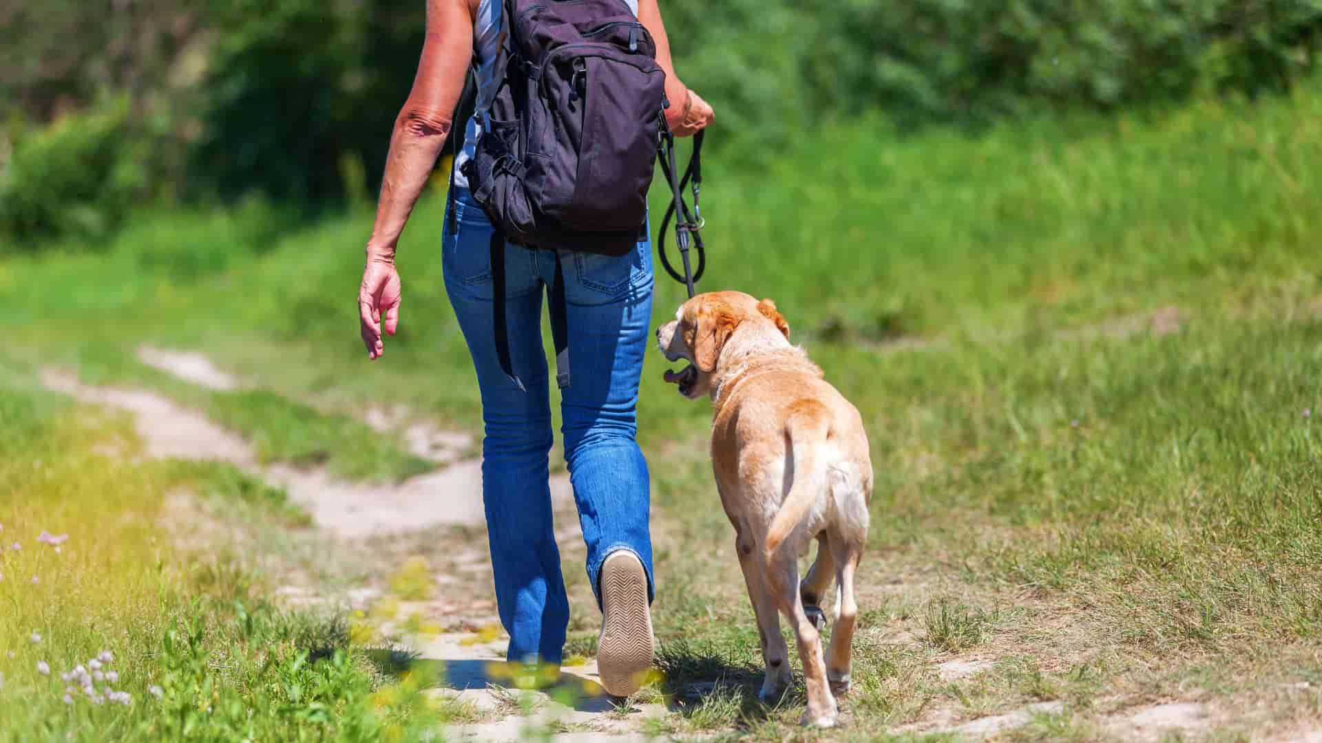 Dog-Friendly Hikes in Austin_ 8 Best Trails for Your Pup image2