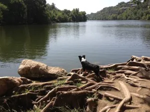 dog staring at the water