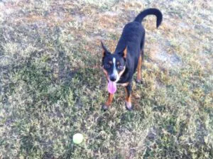 Bea, a border collie/blue heeler mix, loves to play fetch at Town Lake