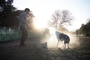 person playing with 2 dogs at the park